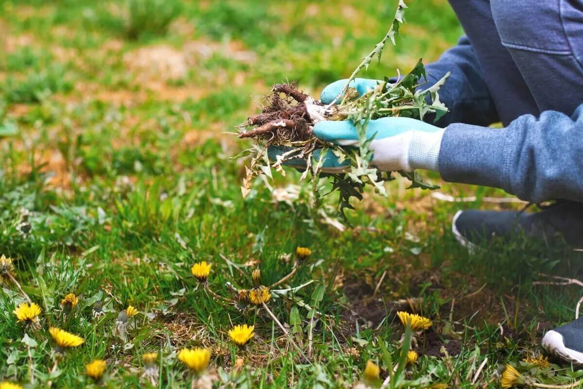 Native grasses in the lawn, lawn rules