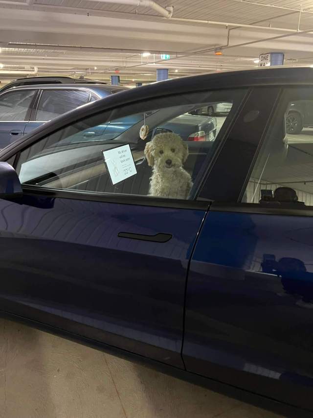 Tesla alert