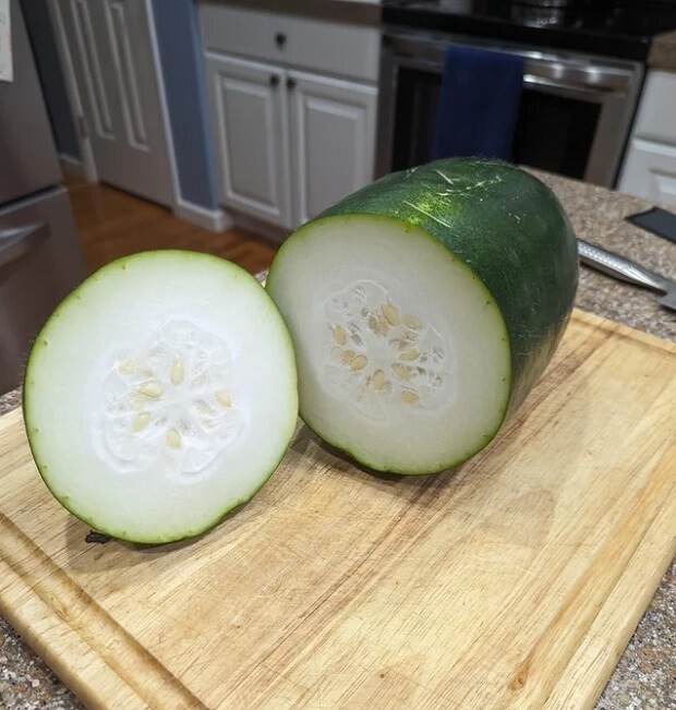 Others suggested that the plant was a zucchini, but there were too many differences that set it apart.