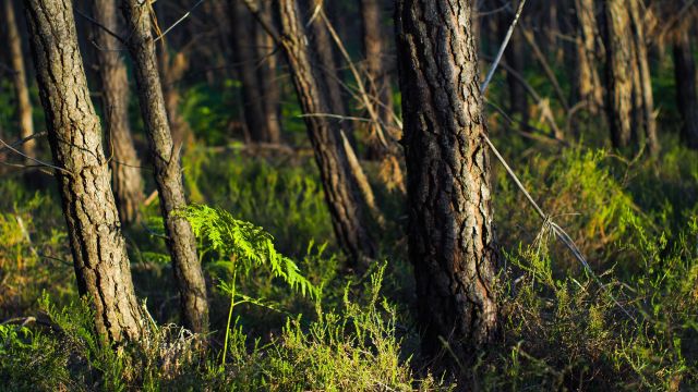 “If there’s no source for seeds, heavily degraded soils, and no way for animals to get there, that’s going to be a problem.”