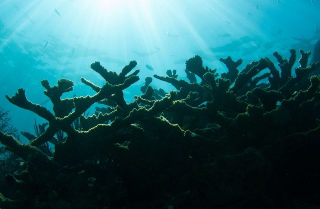 Algae is one of the leading contributors to the death of vital coral.