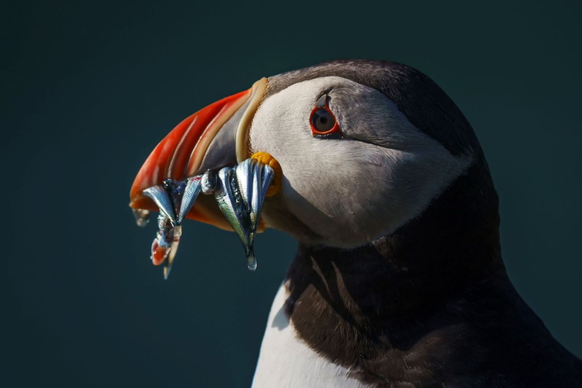 In 2021, puffins suffered one of their worst years in decades.