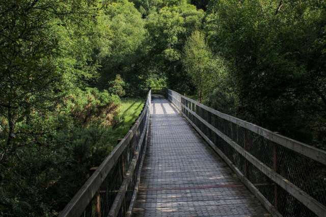 In an article for The New York Times, journalist Cara Buckley described one particular forest as flourishing in an area roughly the size of a basketball court.