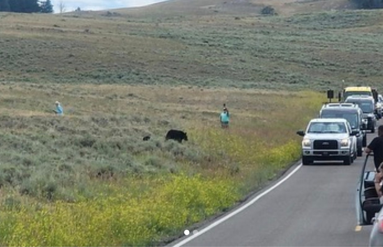 “The animals in Yellowstone are wild and unpredictable, no matter how calm they appear to be."