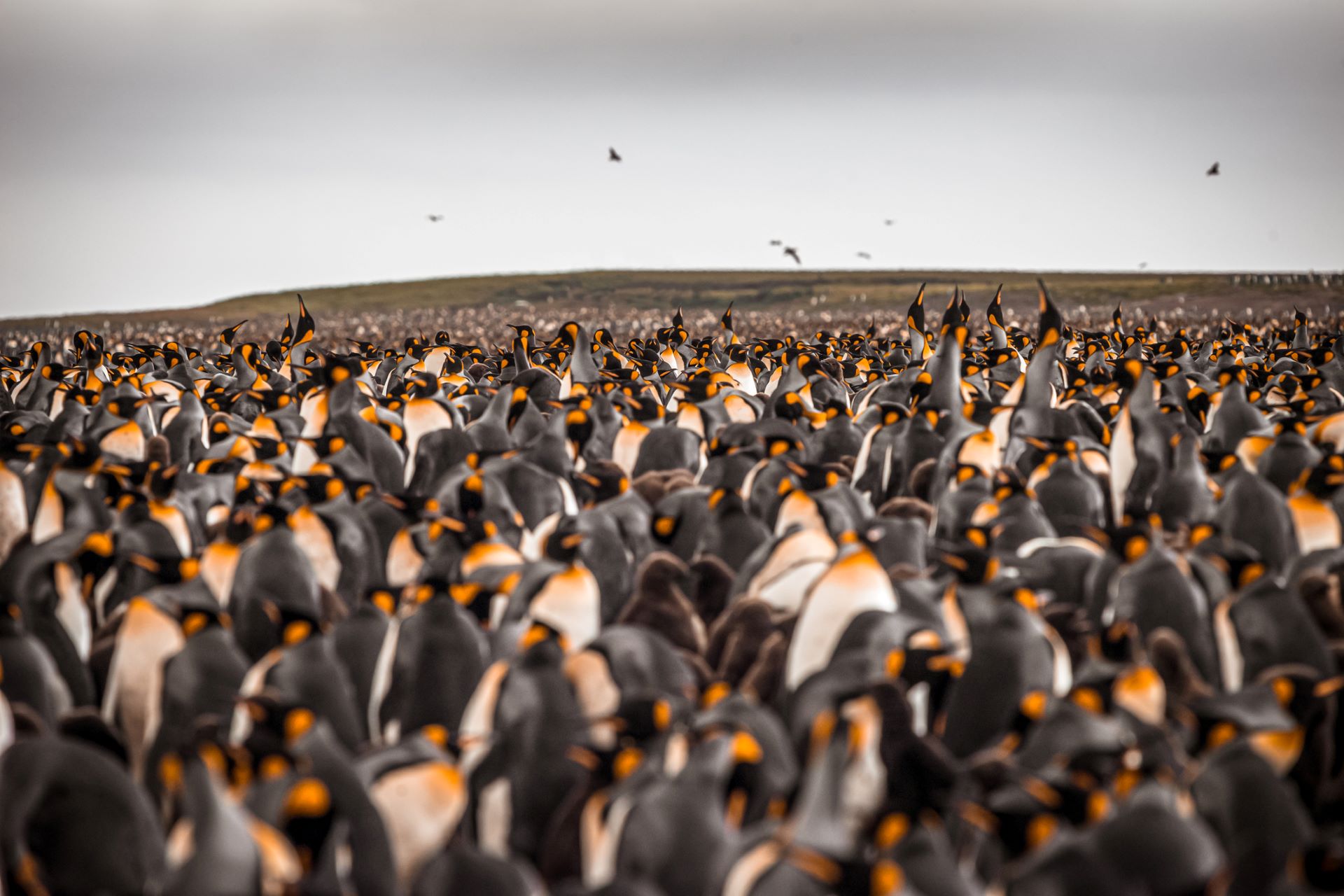 In one region west of the Antarctic Peninsula, chicks from four out of five colonies perished