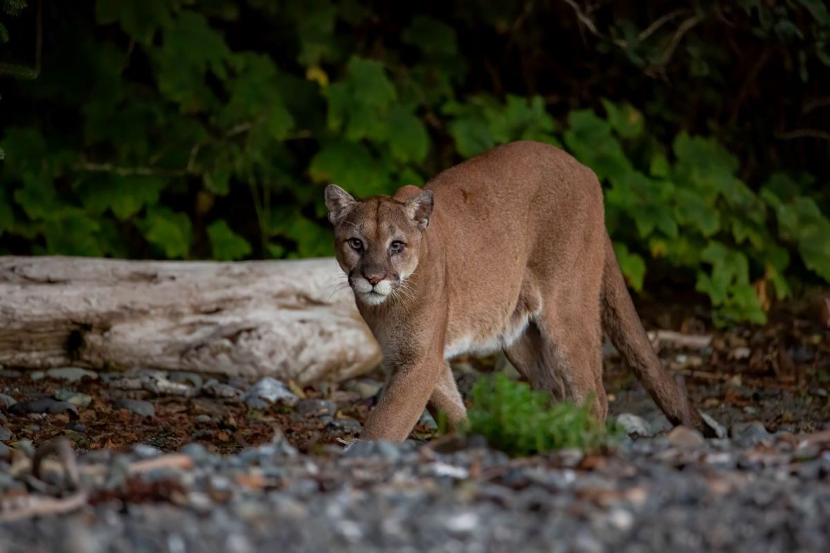 "There's just endless ways we could coexist with these animals."