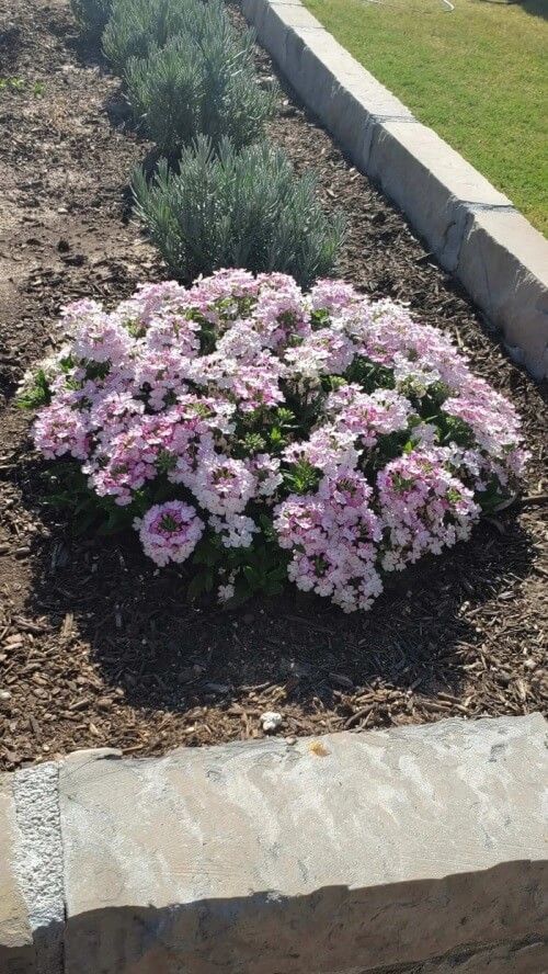 "So there is hope for those clearance plants!"