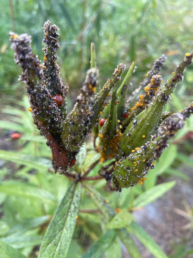 Some clusters were so thick they hid the green of the plant's buds.