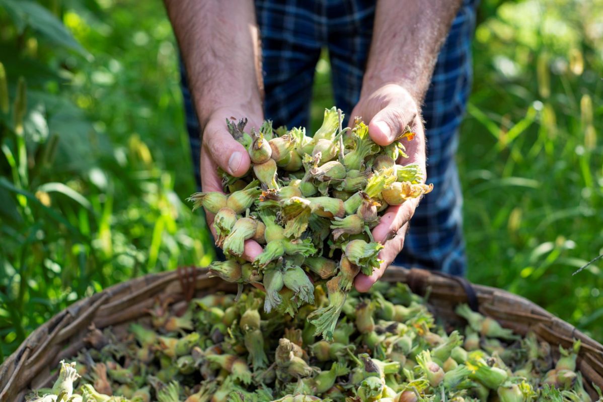 "We went to speak to farmers, and they all said that the harvest would be much smaller than last year."