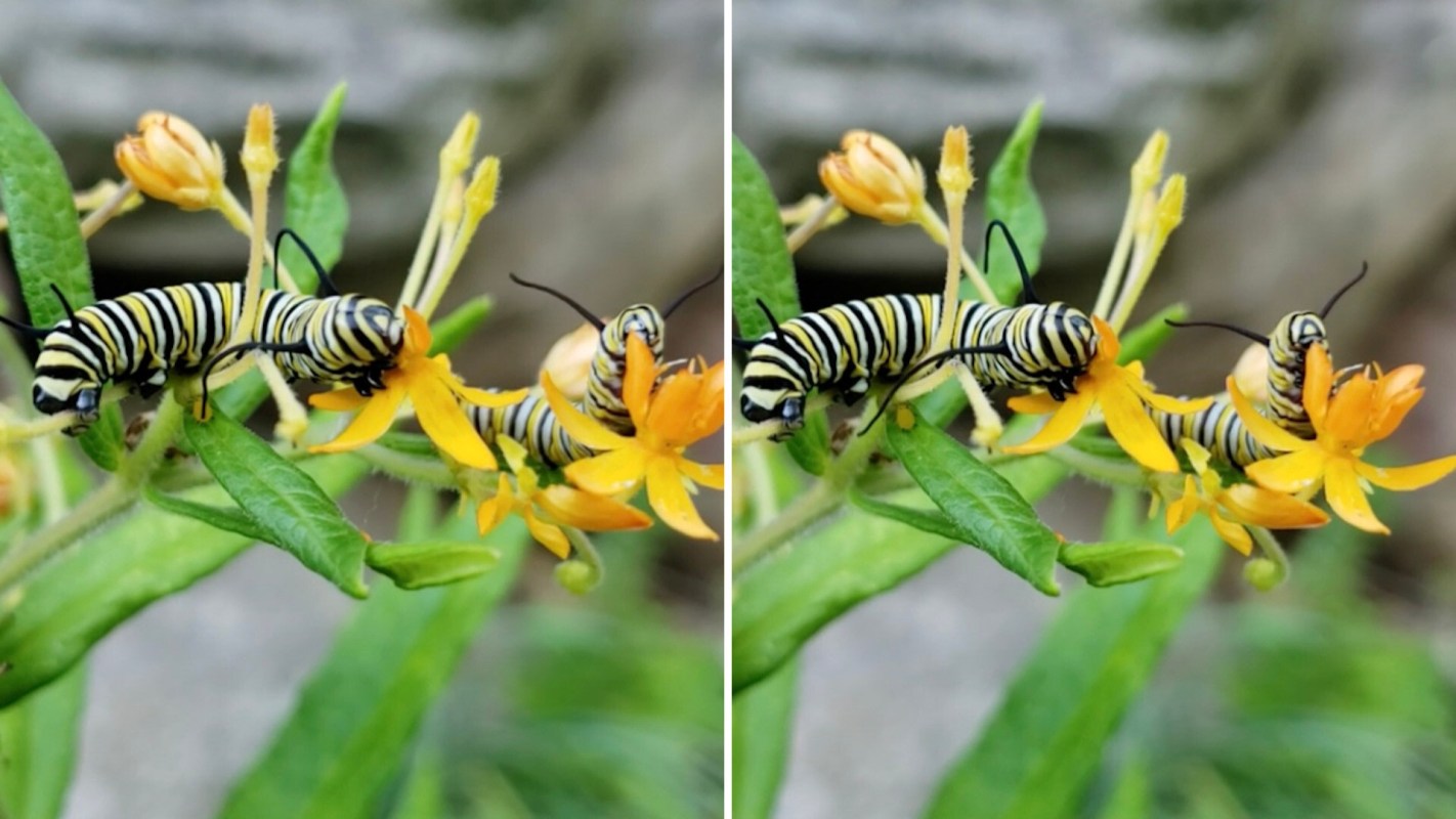 'Eat up little guys, your species needs you.'