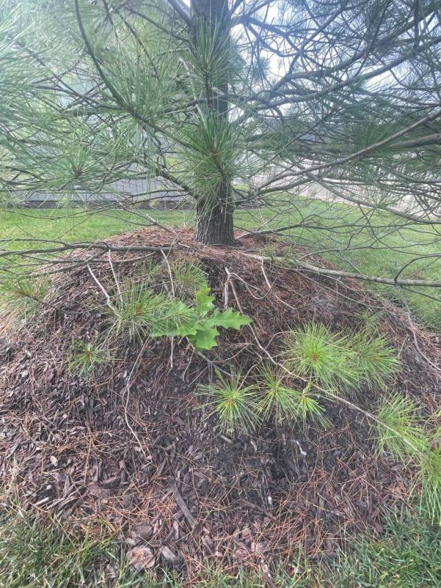 mulch volcano