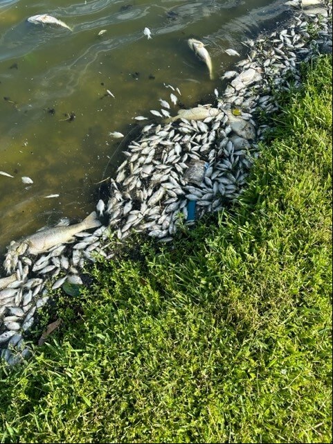 fish kill