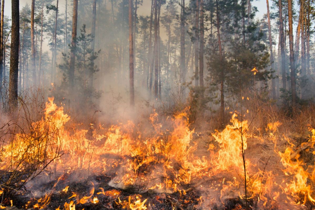 These fires were made possible and worsened by dry conditions and high winds.