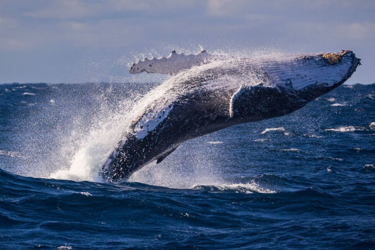 "People [get] excited that they just saw a whale [doing this]"