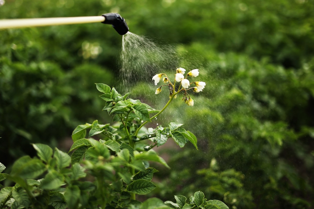 “He walked right over to my property and sprayed them all down with a chemical defoliant.”