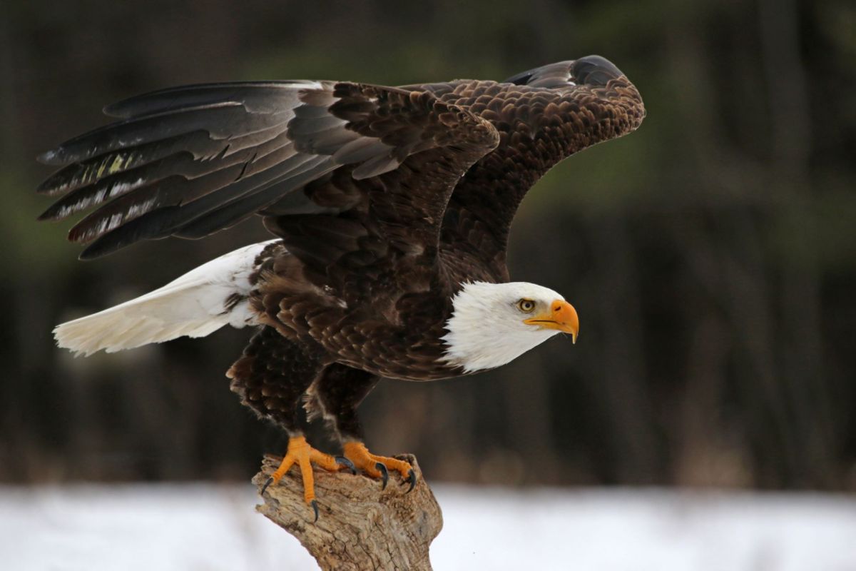 The study featured 1,232 dead or dying birds that were collected from 1990 to 2018.