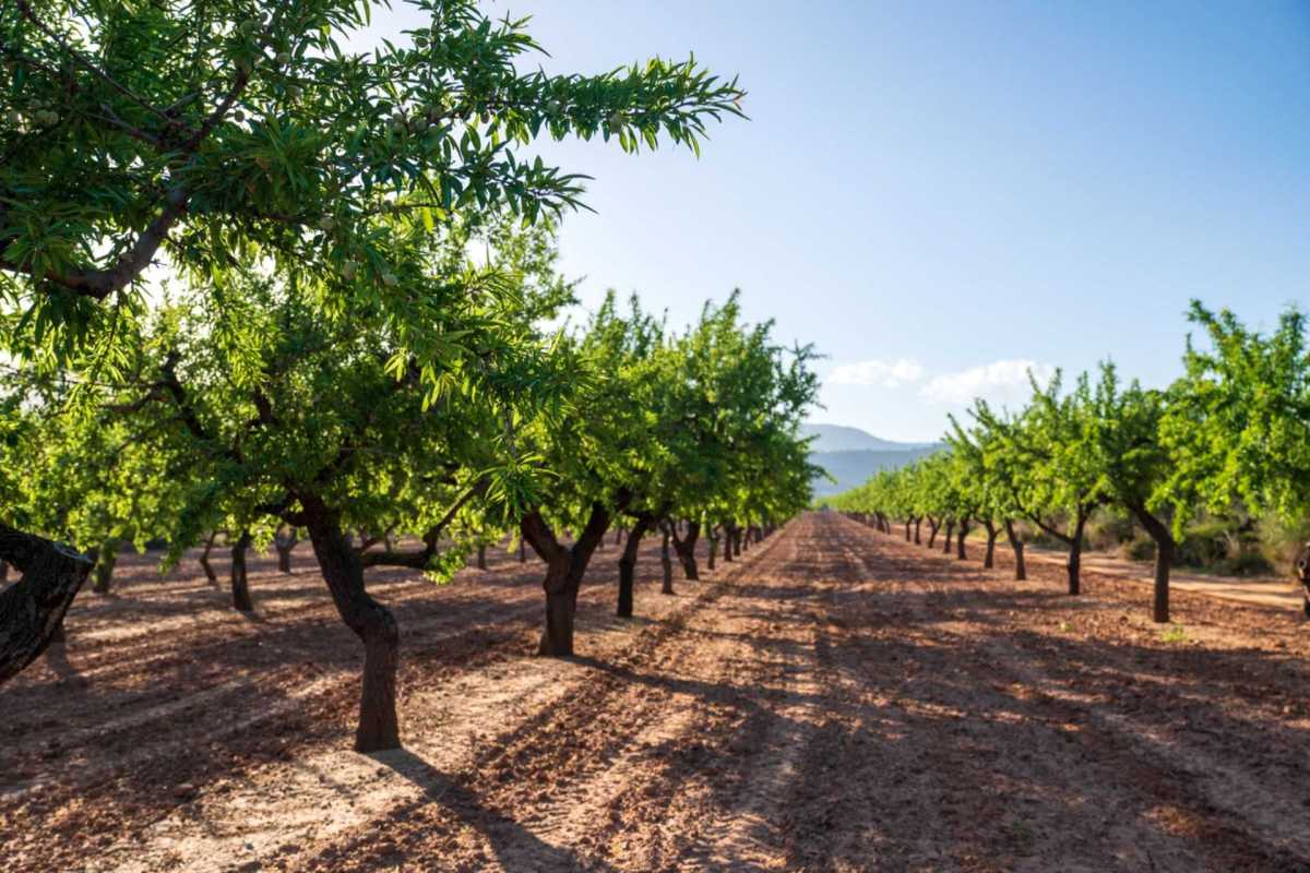 "Not only do they steal our olives, but they cause the tree serious harm."