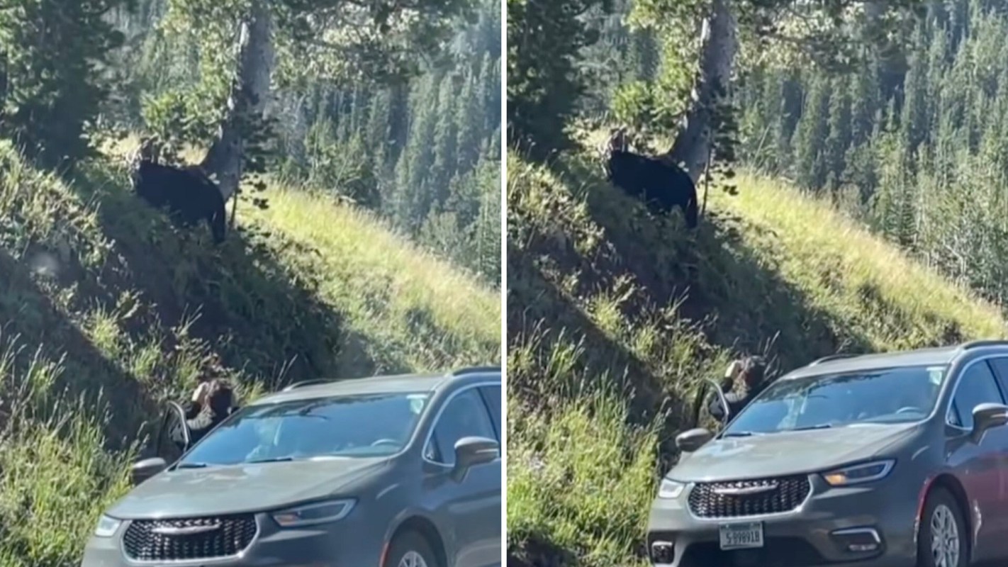 “That bear could turn on this person before they even got back in the van.”