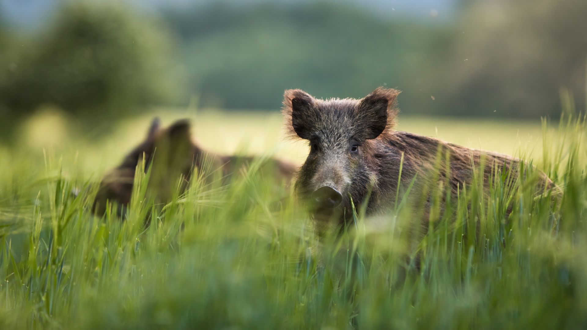 This study will help conservation groups better manage this destructive and invasive species, saving native ecosystems and crops in the process.