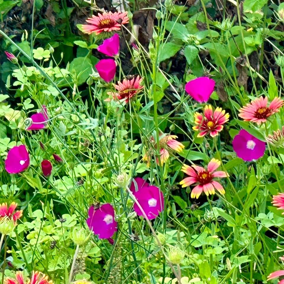  wildflower meadow