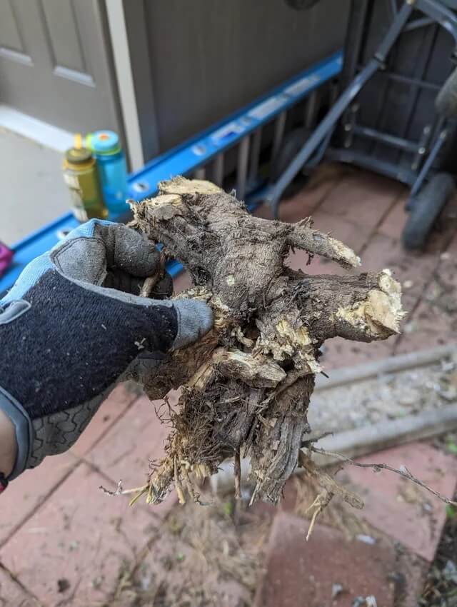 The tough, woody root put up a serious fight.