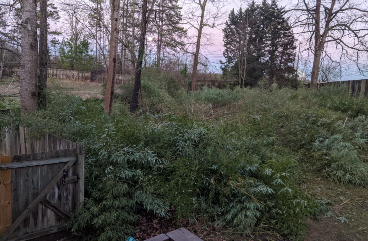 "I managed to make mulch out of about half of the bamboo."