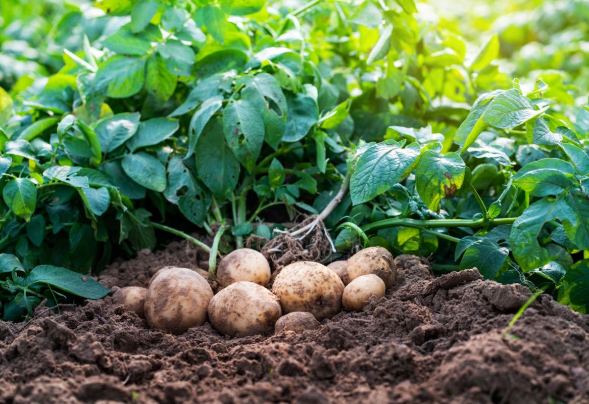 Seed banks are viewed as the primary protectors of crop diversity.