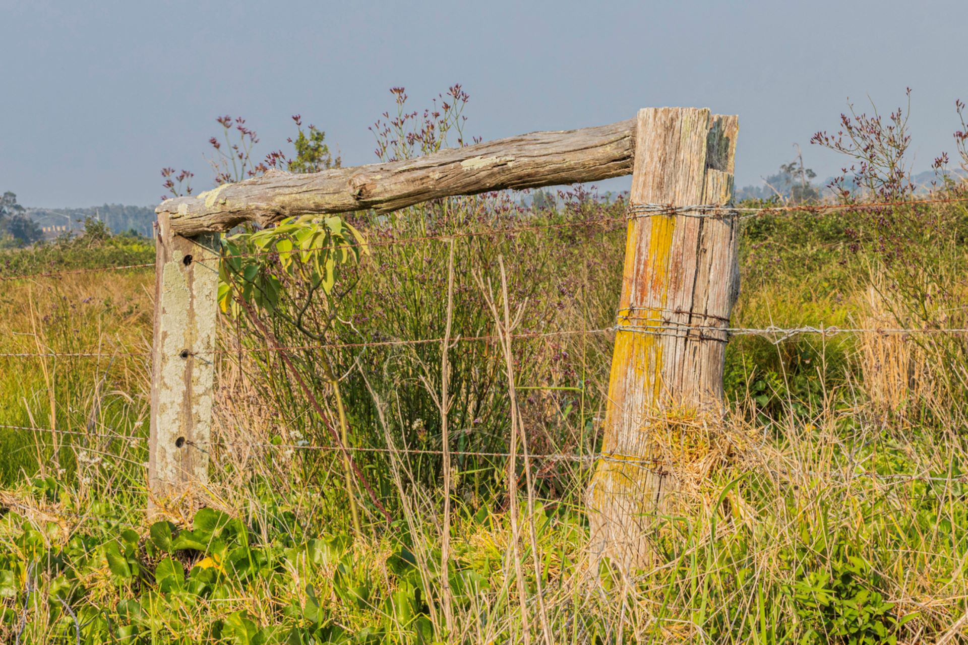 It's an ideal treatment for invasive plants.