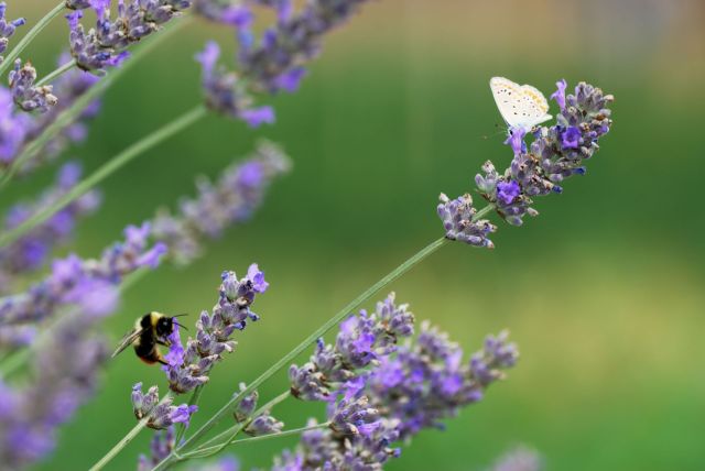 "The re-emergence of a previously locally-extinct species in its former habitat is incredibly special and rare."