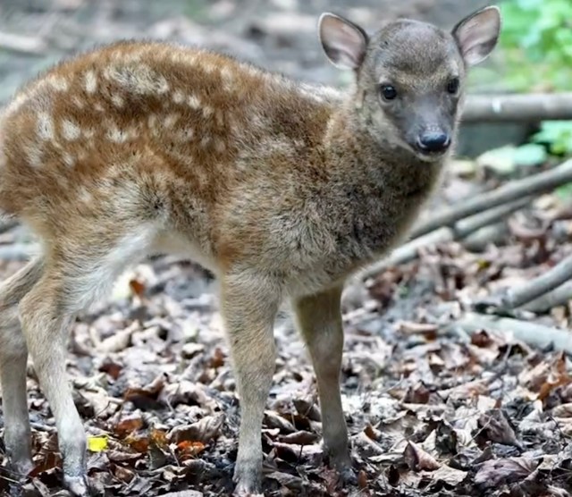 Hercules arrived in October, standing just under a foot tall and weighing just 4.5 pounds.