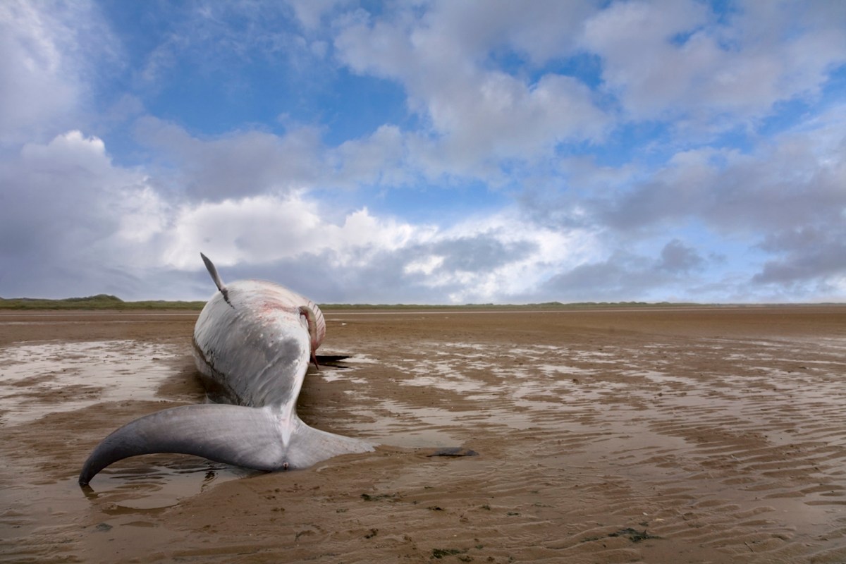 Scientists said the discovery should raise concerns not only about the future of marine mammal health but human health as well.