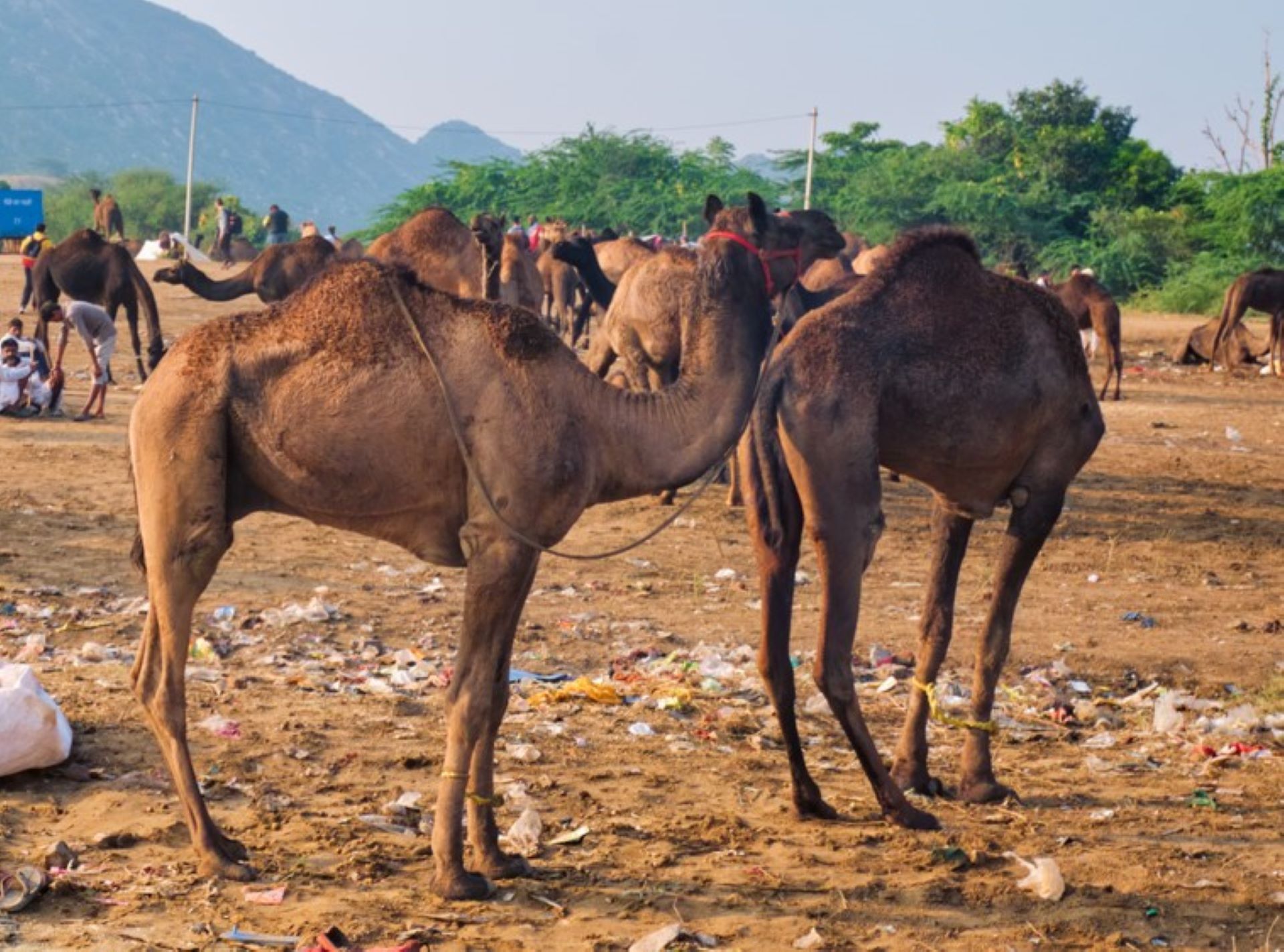 “All [camels] know in the desert [is] if it's not sand, it's food."