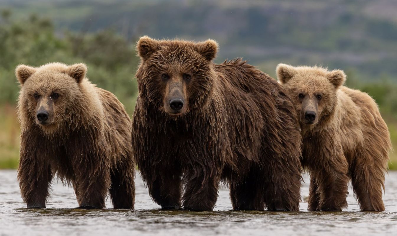 These types of unusual sightings may be exciting (or frightening, depending on the animal).