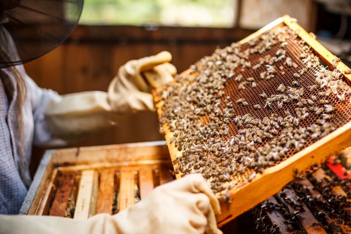 "We had to convince them to allow us to create a hive on their land.”