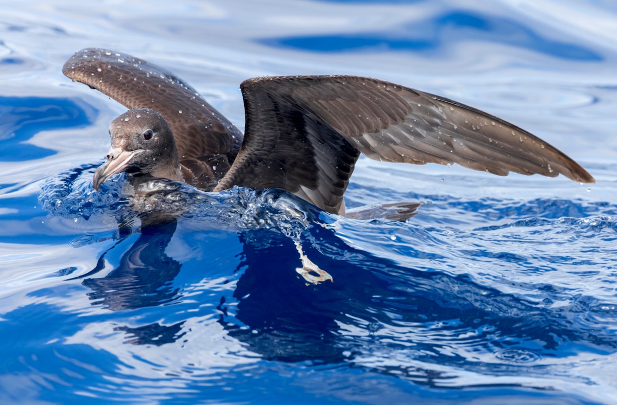 "The challenge with birds is that no one has really thought to look at this."