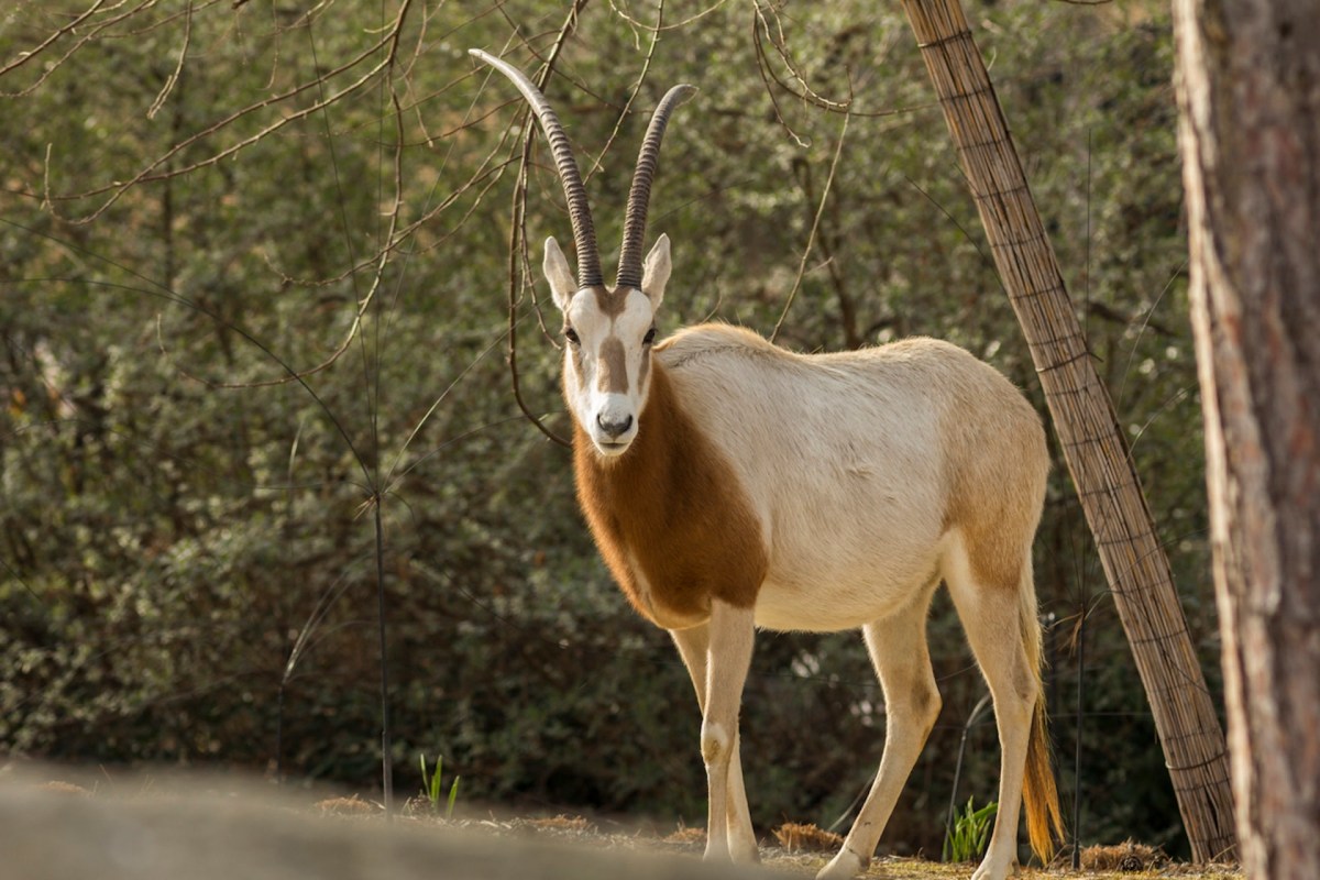 "The change from the previous category of Extinct in Wild is genuine."