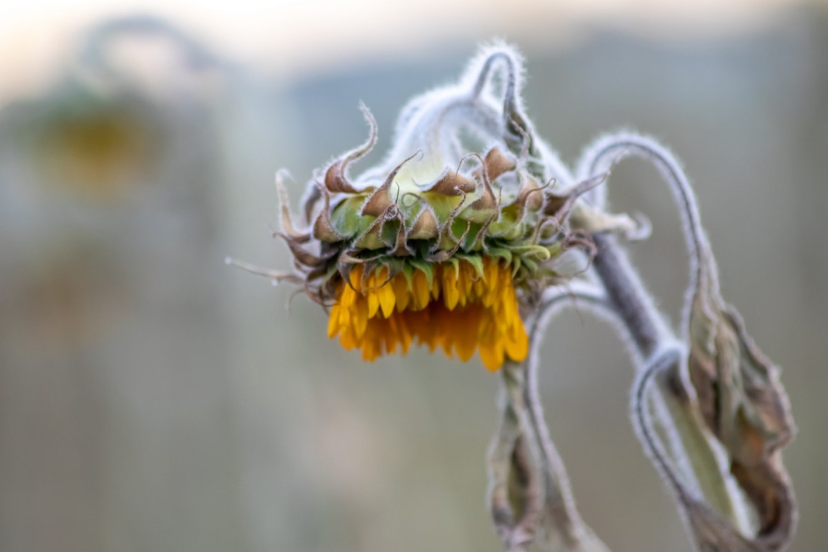 "Even warm-weather plants like tomatoes can be harmed..."