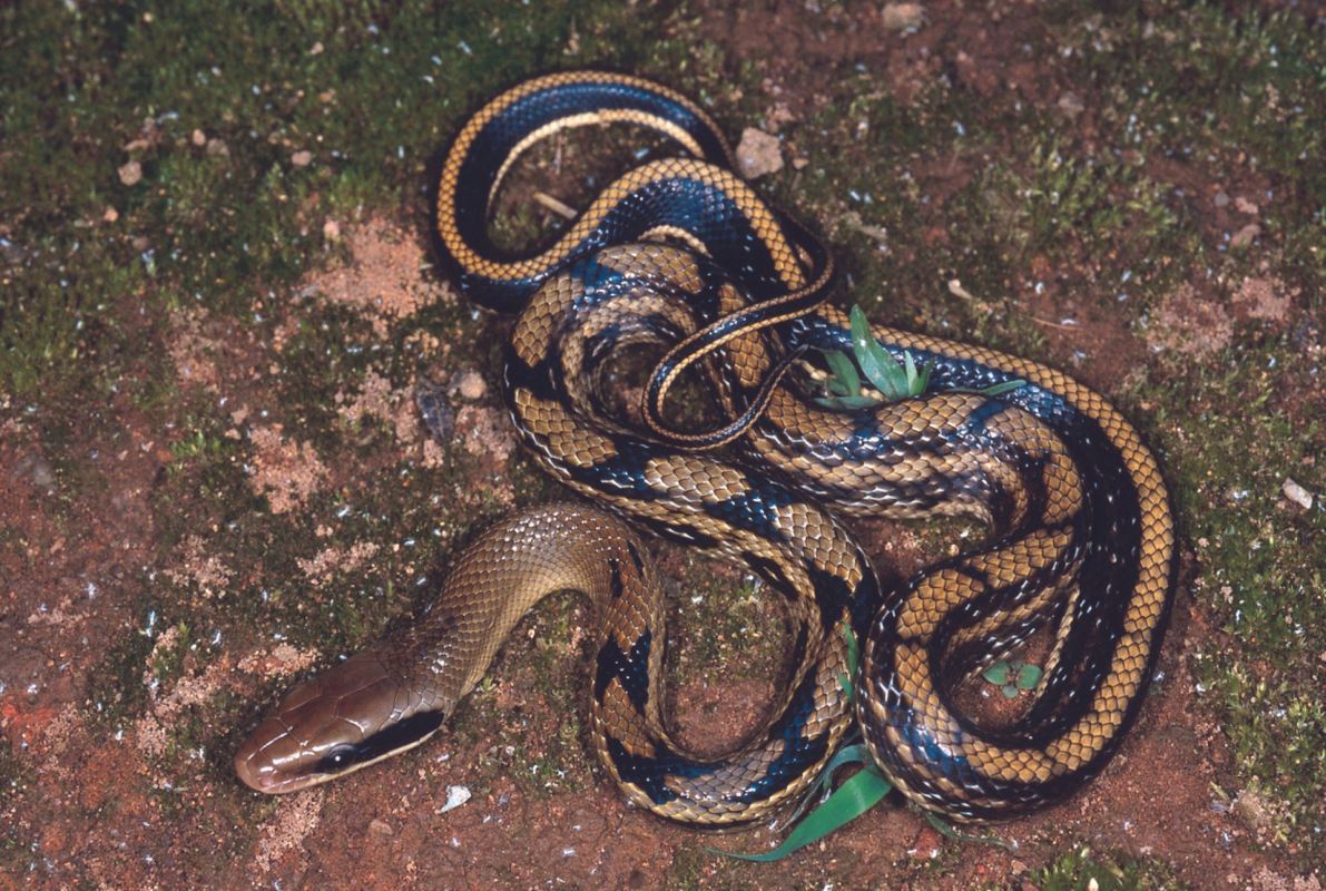 “Due to timely action, I could save the lives of both the snakes ..."