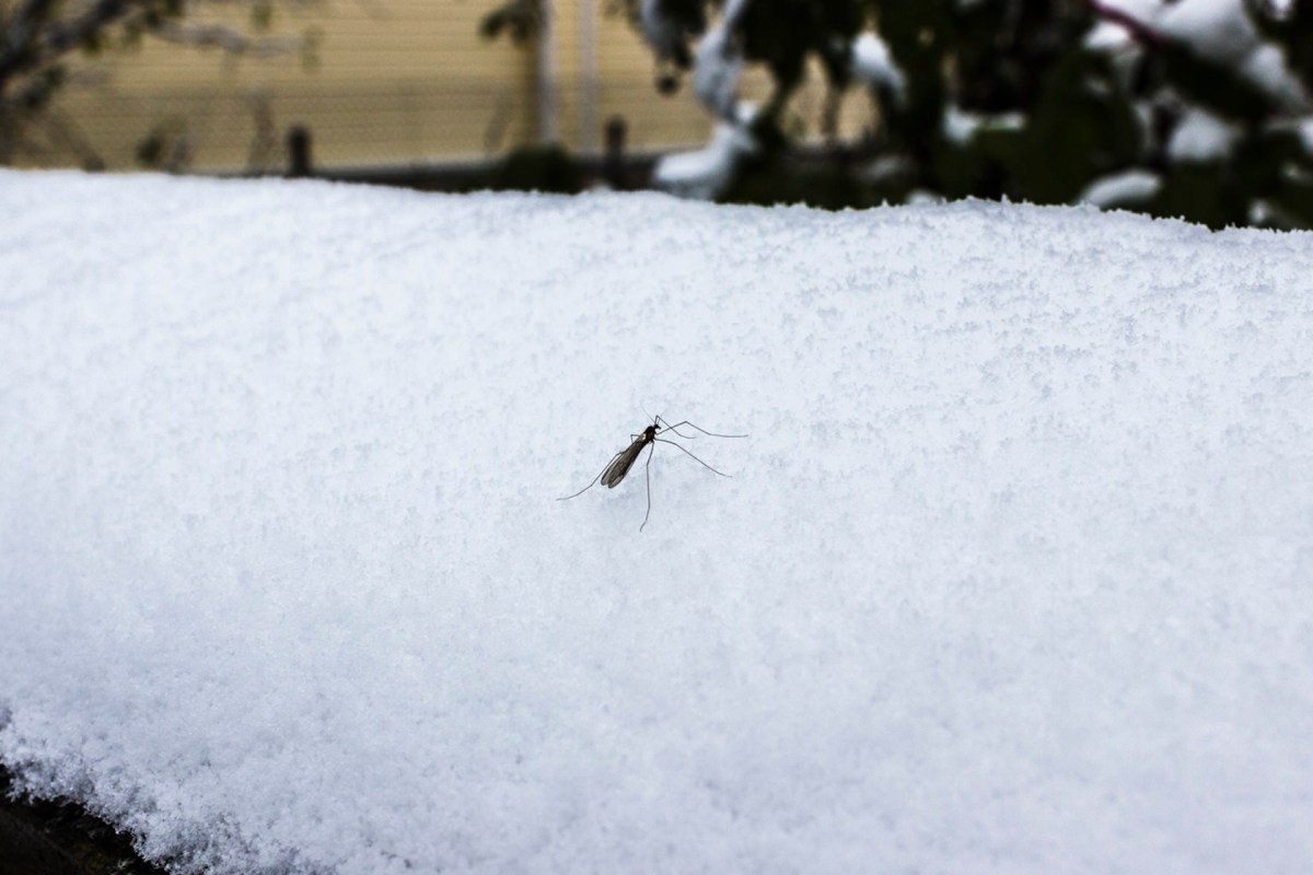 "The chance of species from farther south invading Finland will increase if the climate warms and winters become milder."