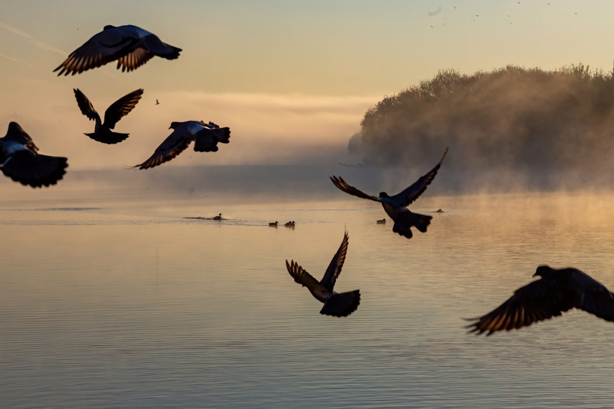 You can help birds reach their destinations safely with one simple home hack.