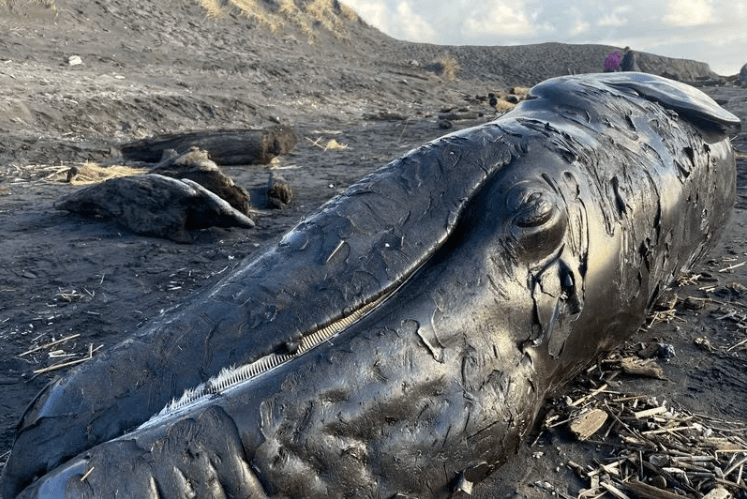 gray whale