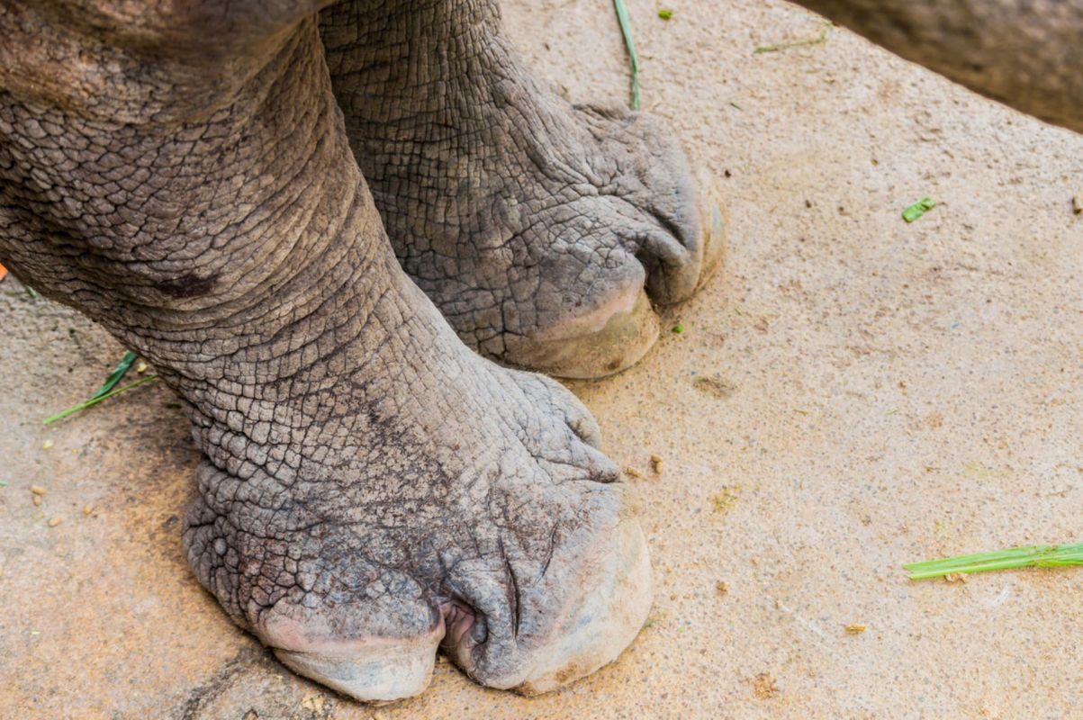 Her mother, Zuri, was pregnant with the calf for 15 months.