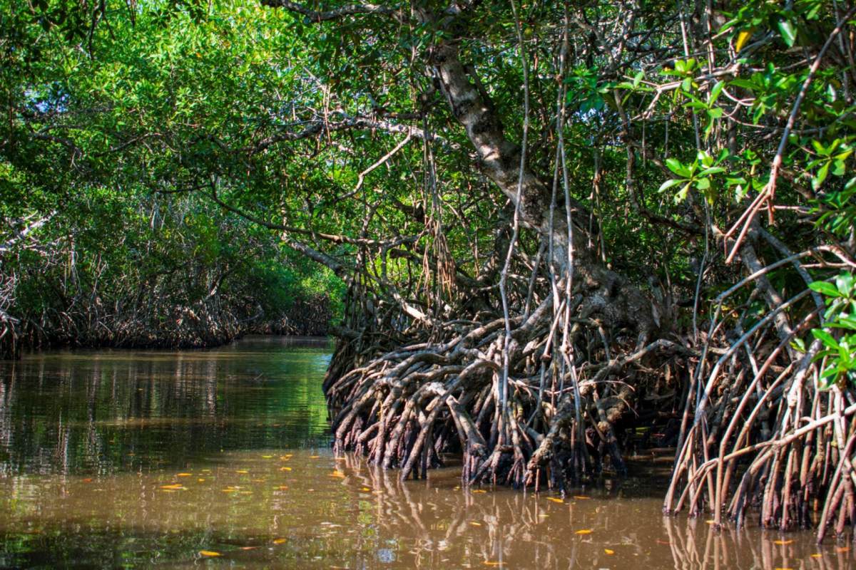 "They straddle the connection between land and sea and nature and humans."