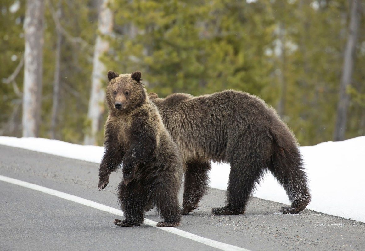“When a company chooses to operate in the epicenter of key habitat for a threatened species, it must take some responsibility to adapt practices to minimize its impacts on these animals."