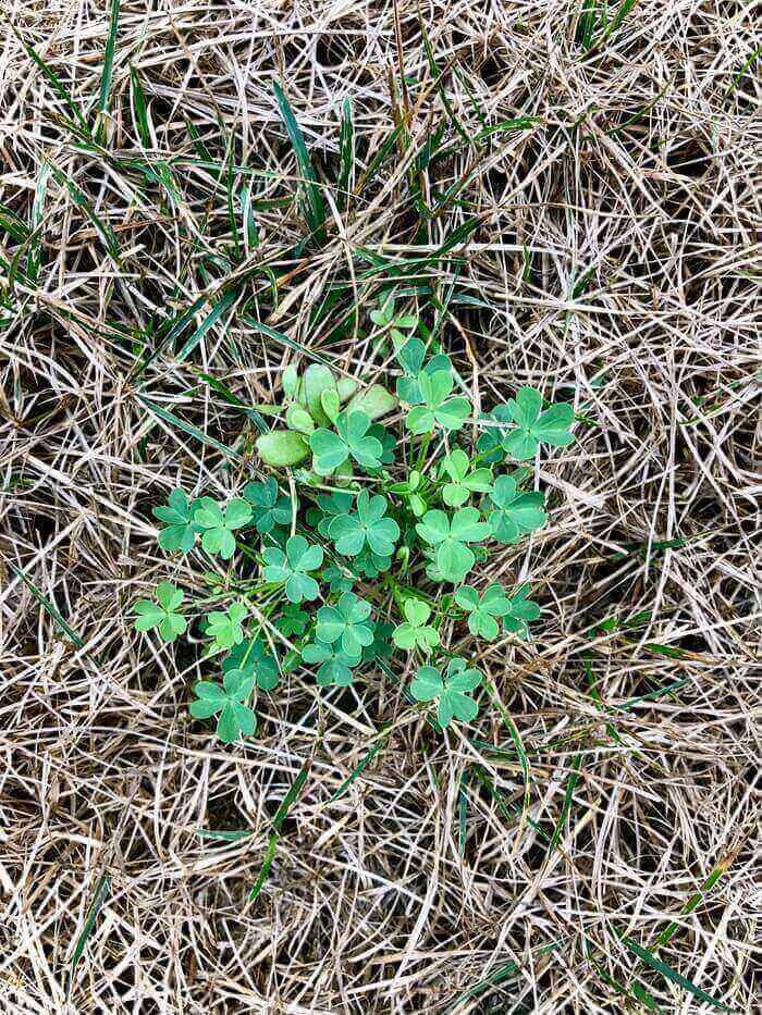 HOA considers clover a weed