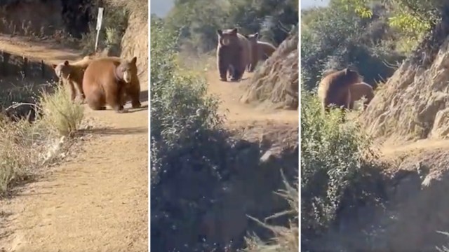 “[I] went trail running and turned a blind corner to find a mother bear’s head about 5 inches from my waist..."