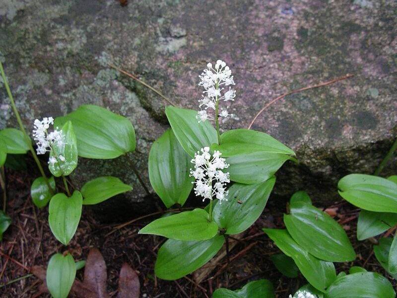 "It's even heat tolerant and a favorite for pollinators."