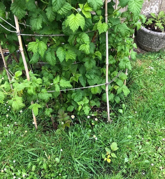 This is a common source of frustration for gardeners.
