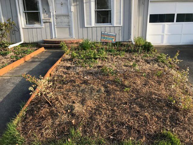 rain garden