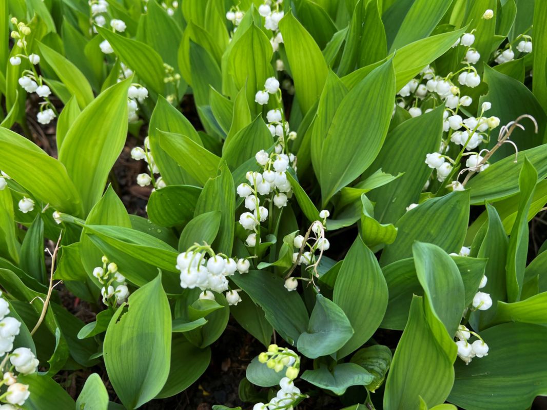 "It’s even heat tolerant and a favorite for pollinators."
